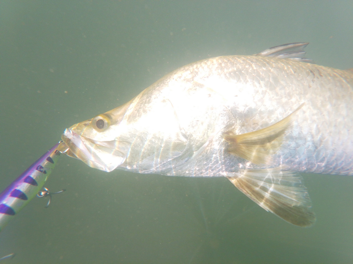 Barramundi Underwater Shot