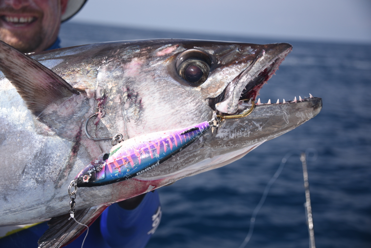 Dogtooth Tuna Bluewater Fishing