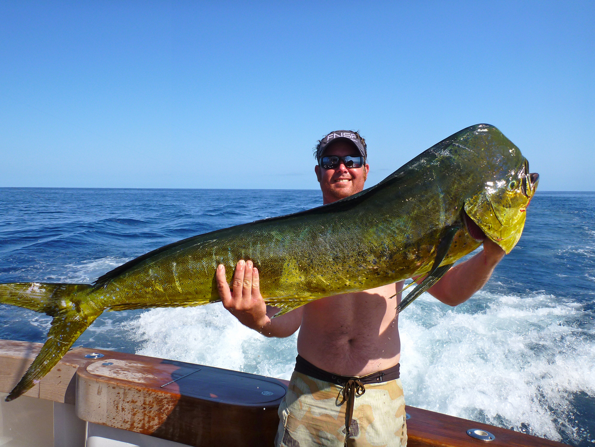 Dolphin Fish Bluewater Fishing