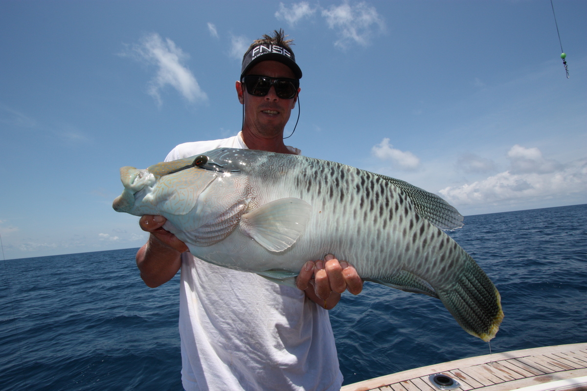 Maori Wrasse Bluewater Fishing