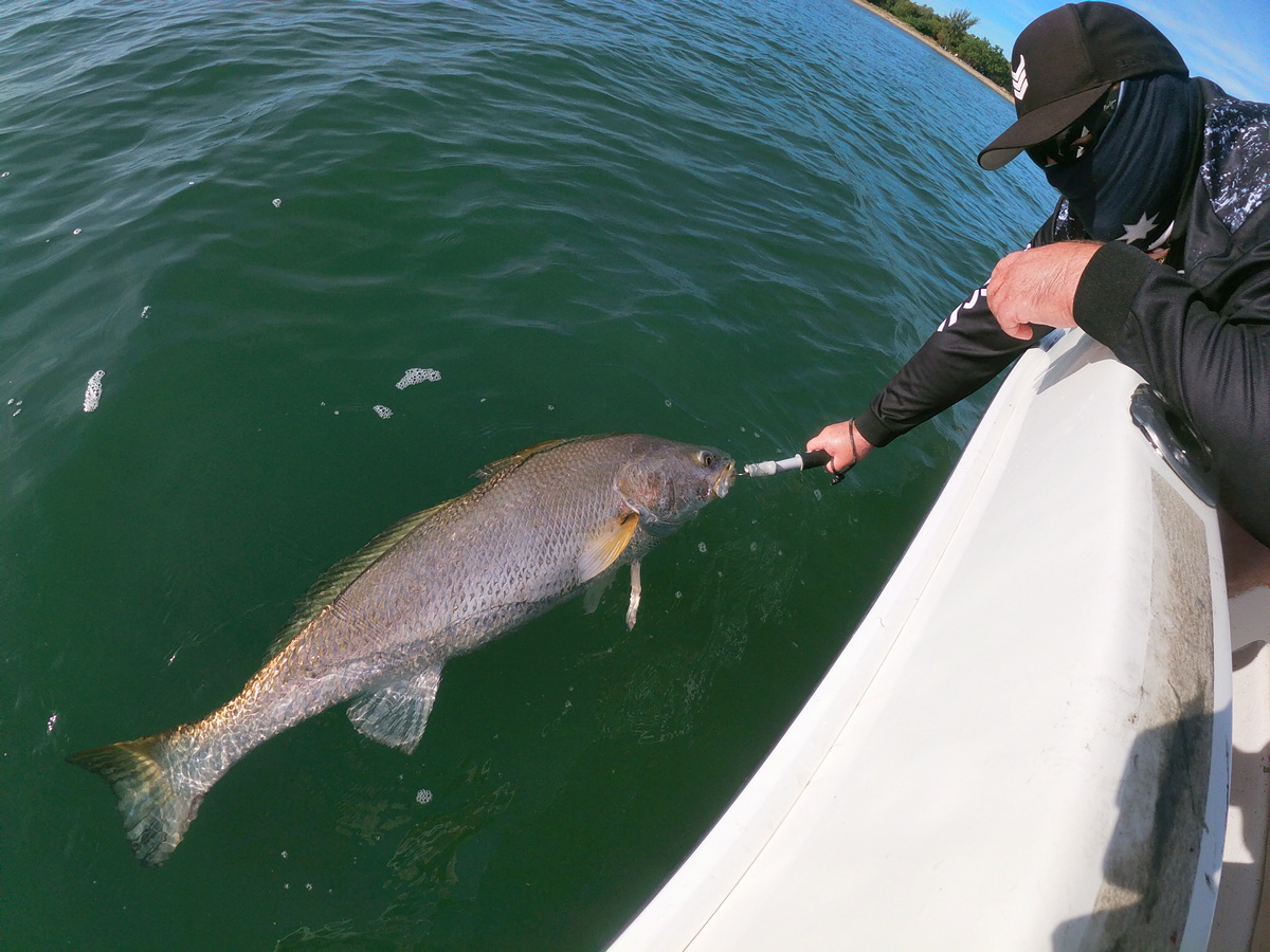 Jewfish Release Archer River