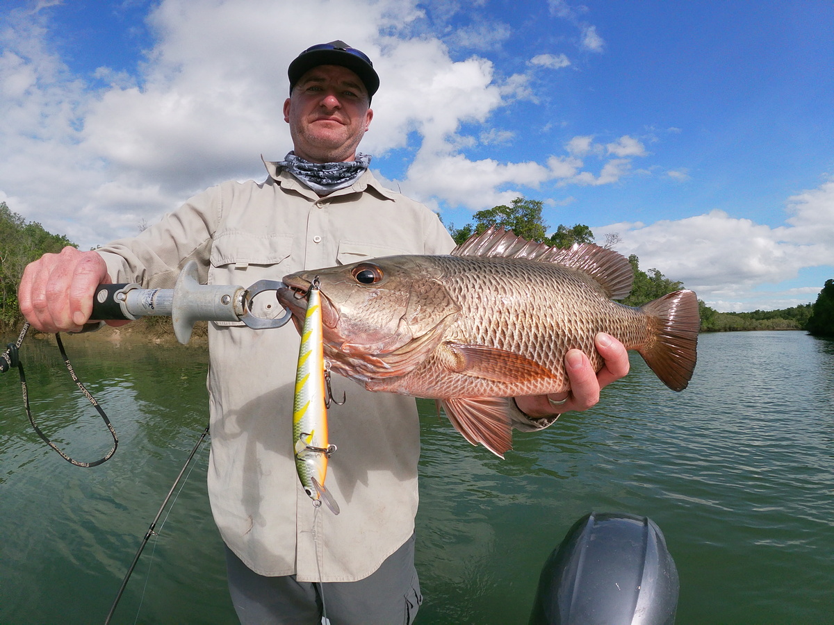 Mangrove Jack Archer River