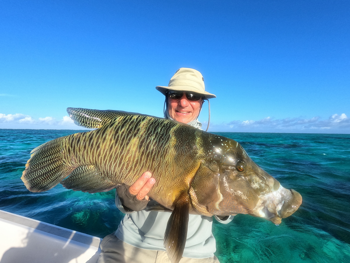 Maori Wrasse Claremont Isles