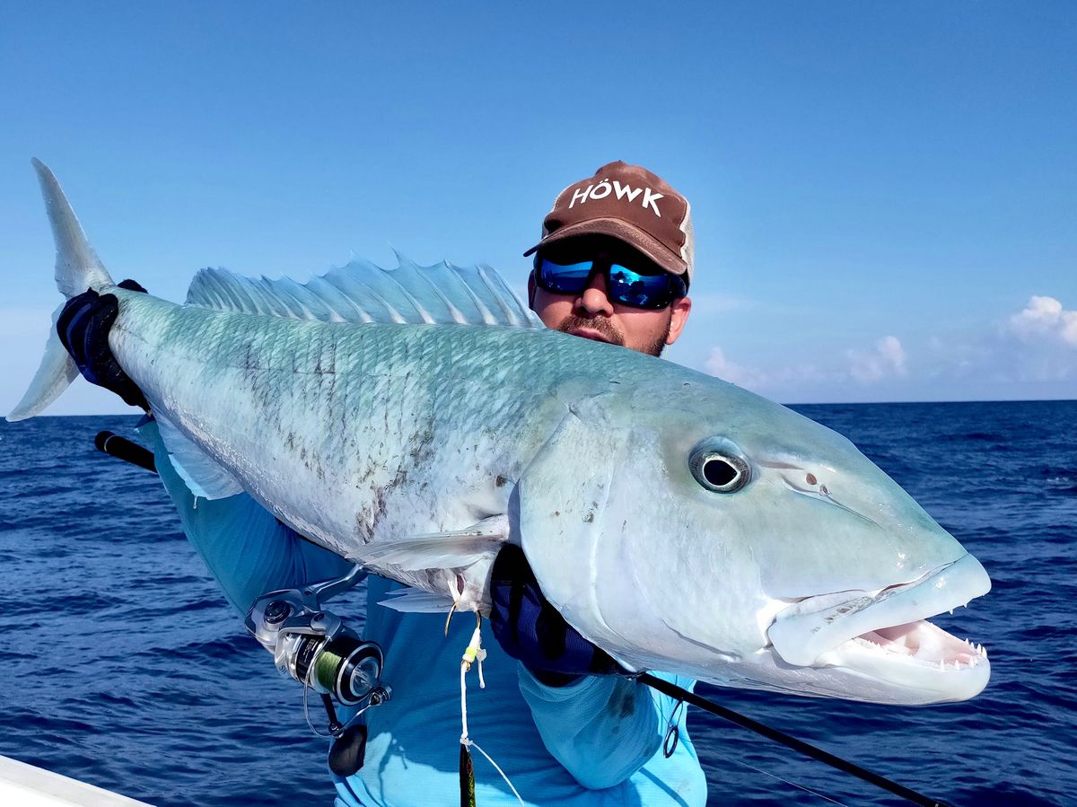 Green Jobfish Bligh Reef Green Jobfish Bligh Reef