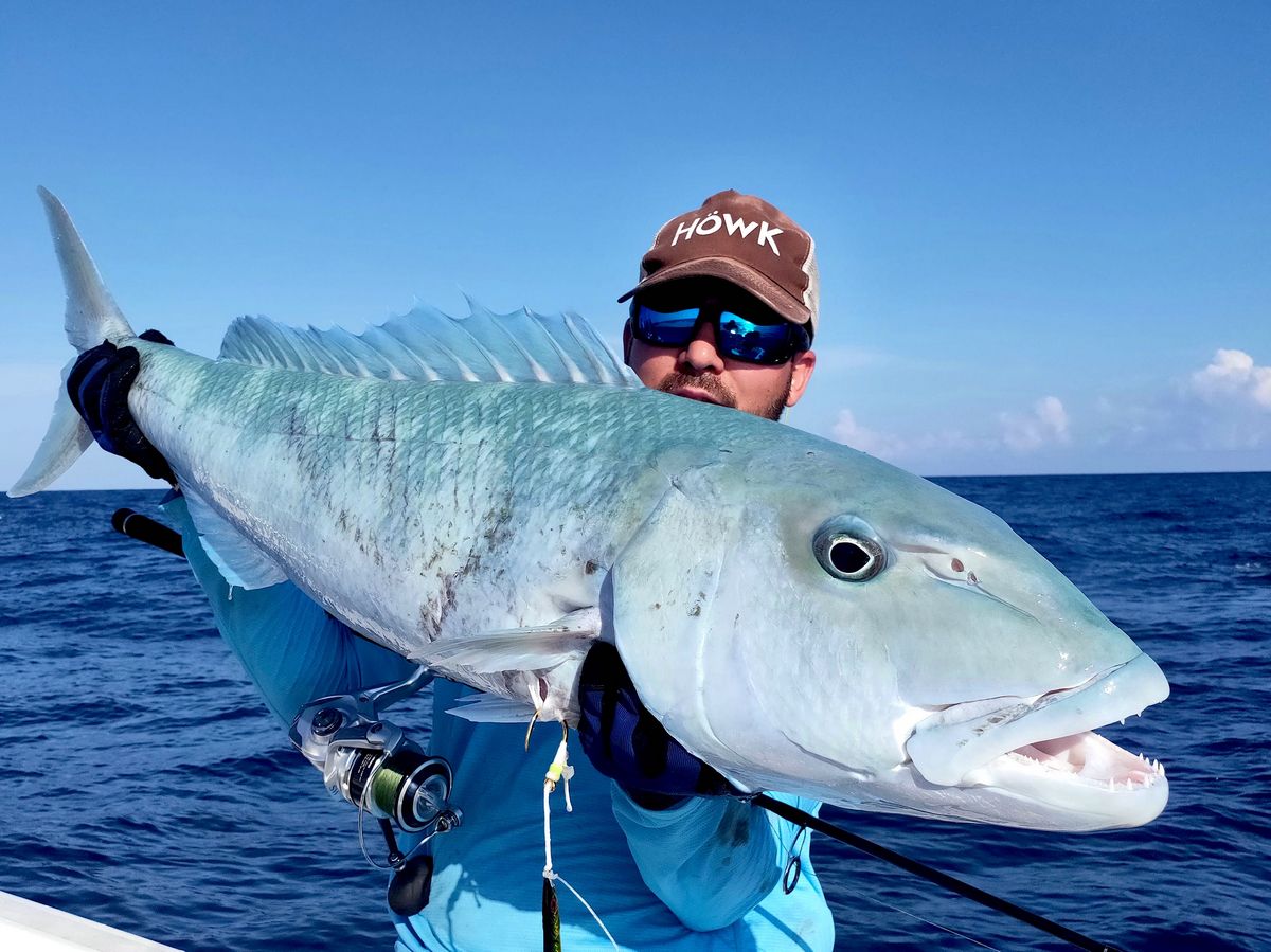 Green Jobfish Bligh Reef