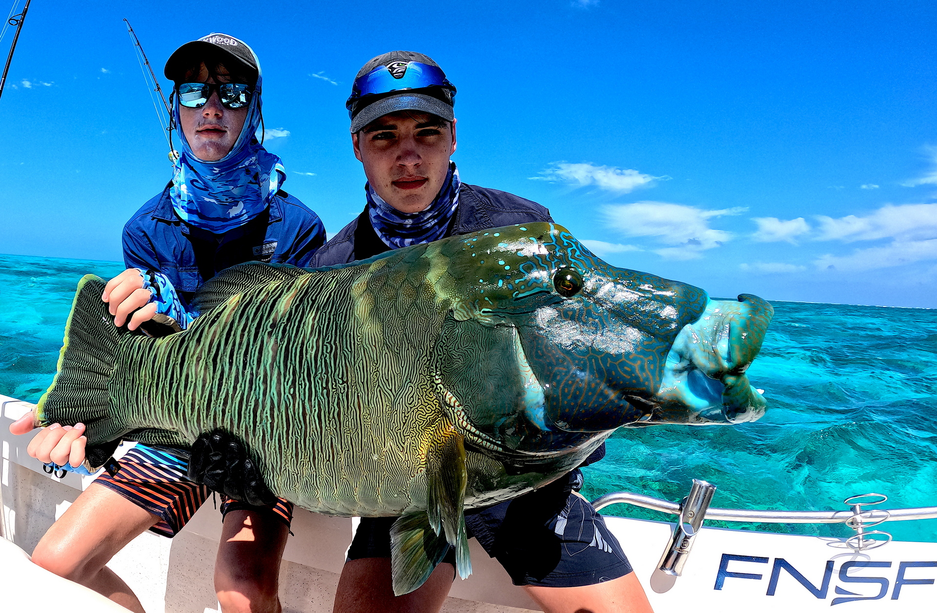 Maori Wrasse Bligh Reef