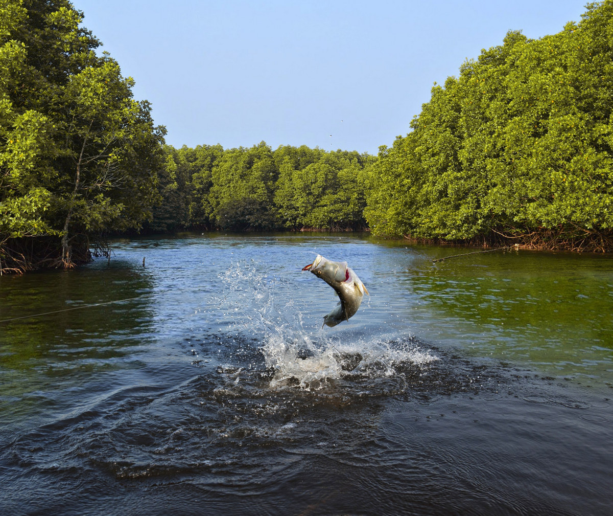 Barramundi Fishing Princess Charlotte Bay Barramundi Fishing Princess Charlotte Bay