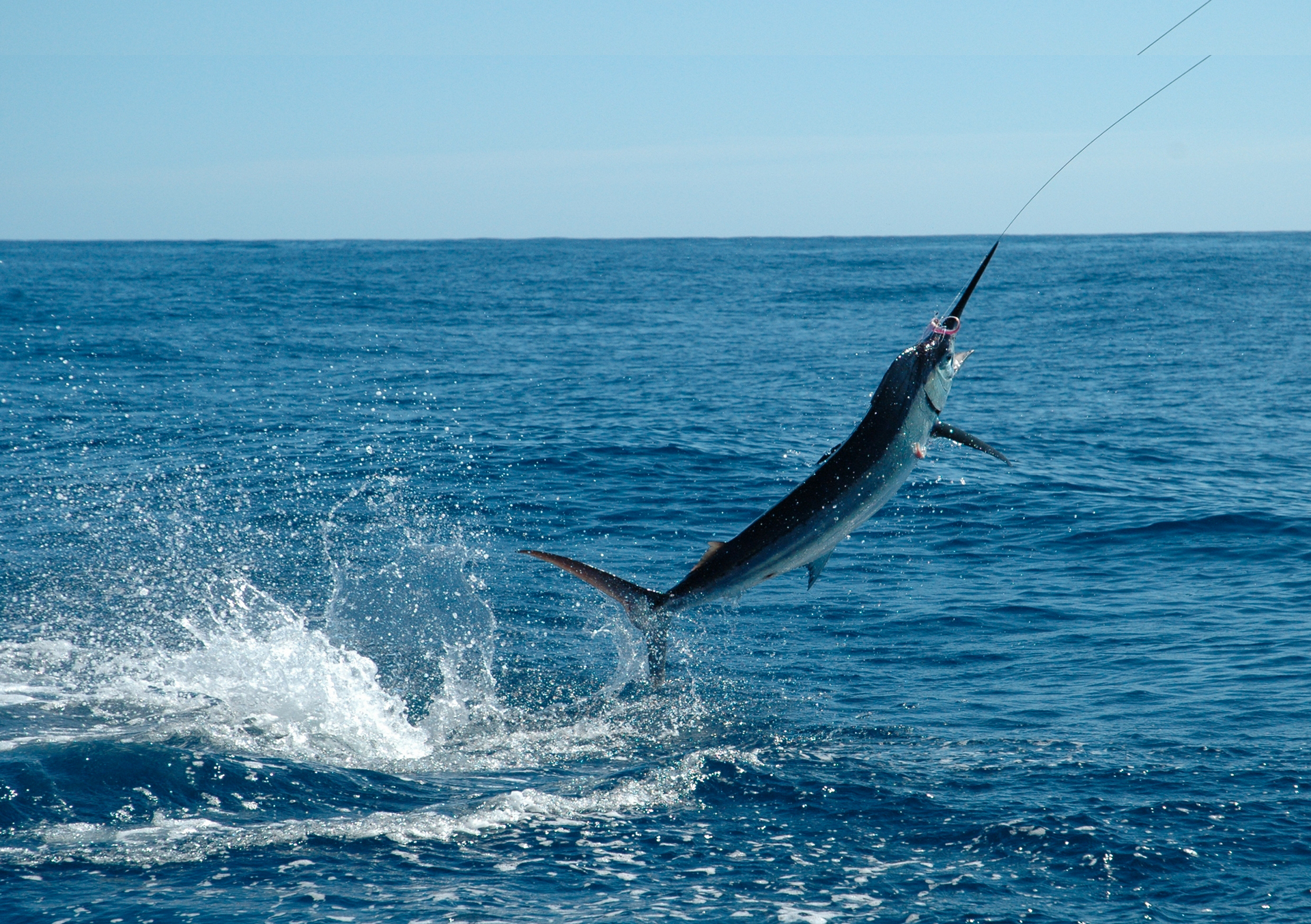 Marlin Ribbon Reef Fishing