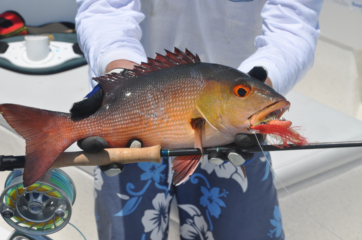 Mangrove Jack Caught Fly Fishing