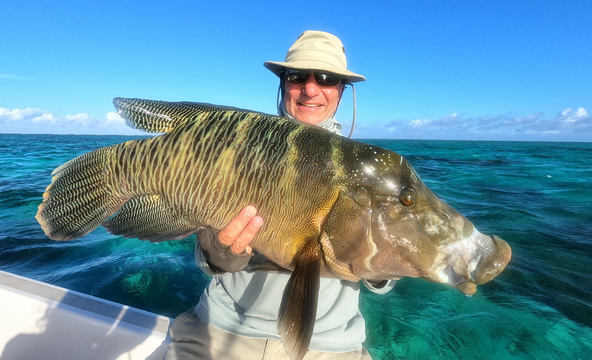 Maori Wrasse - Ultimate Fishing