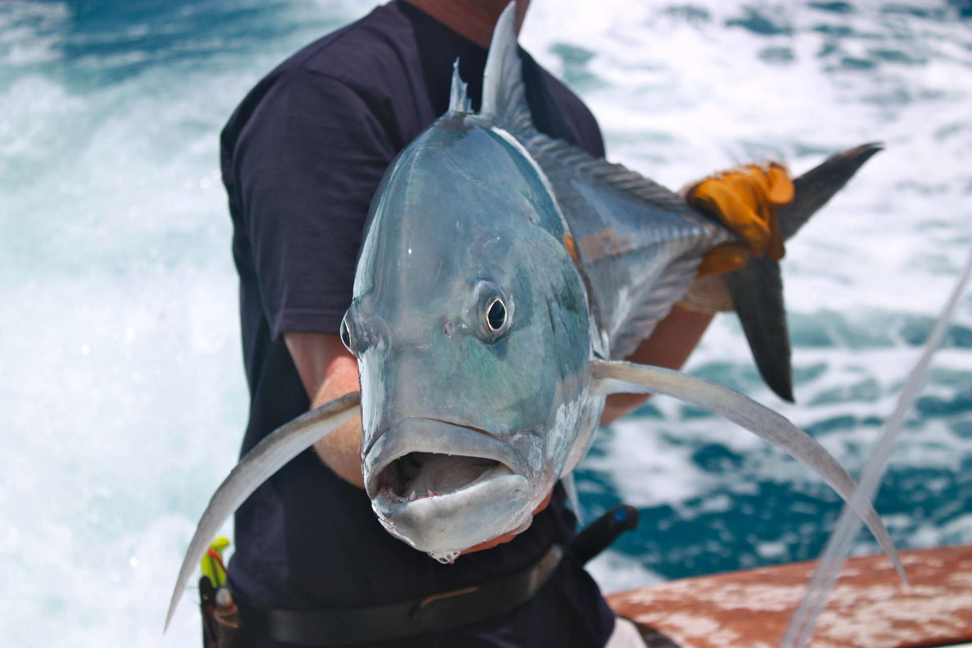 Giant Trevally Port Douglas Reef Fishing