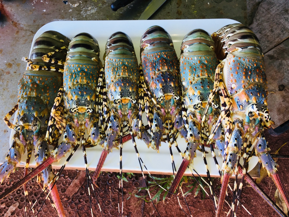 Fresh Crayfish Blue Martini Fresh Crayfish Blue Martini