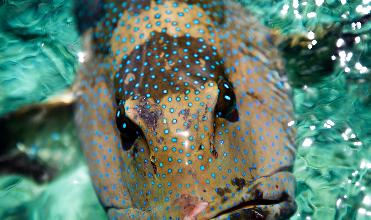 Coral Trout Best FNQ Fishing Charters Coral Trout Best FNQ Fishing Charters