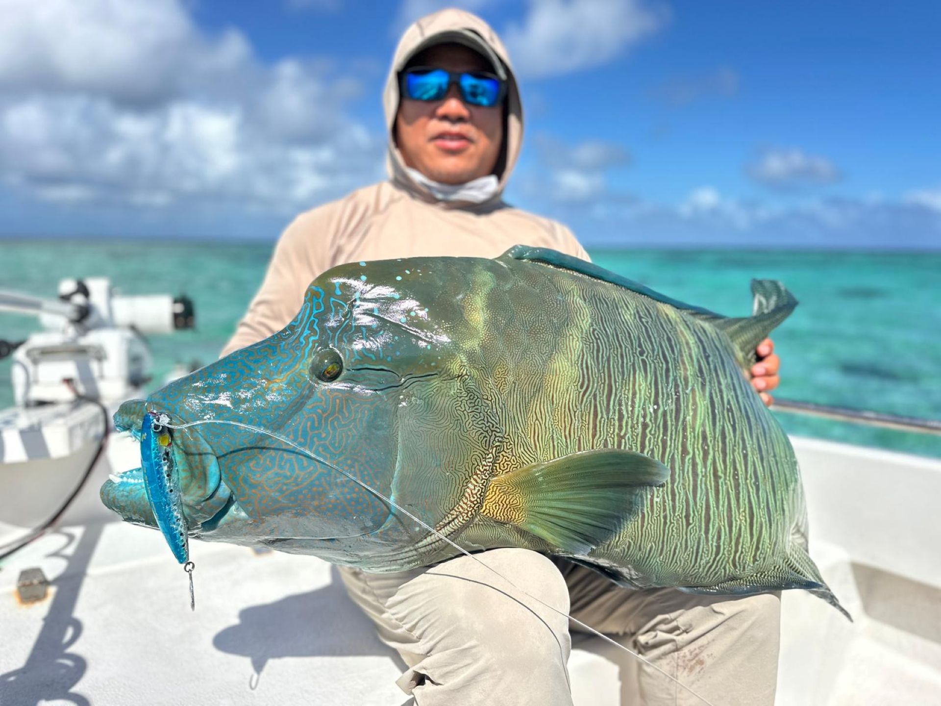 Maori Wrasse Fish caught in the Torres Strait