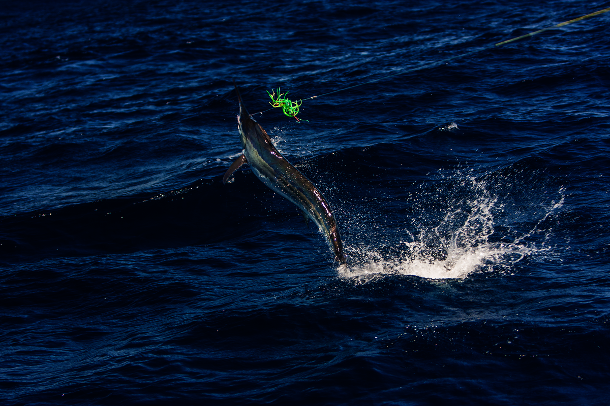 Baby Black Marlin