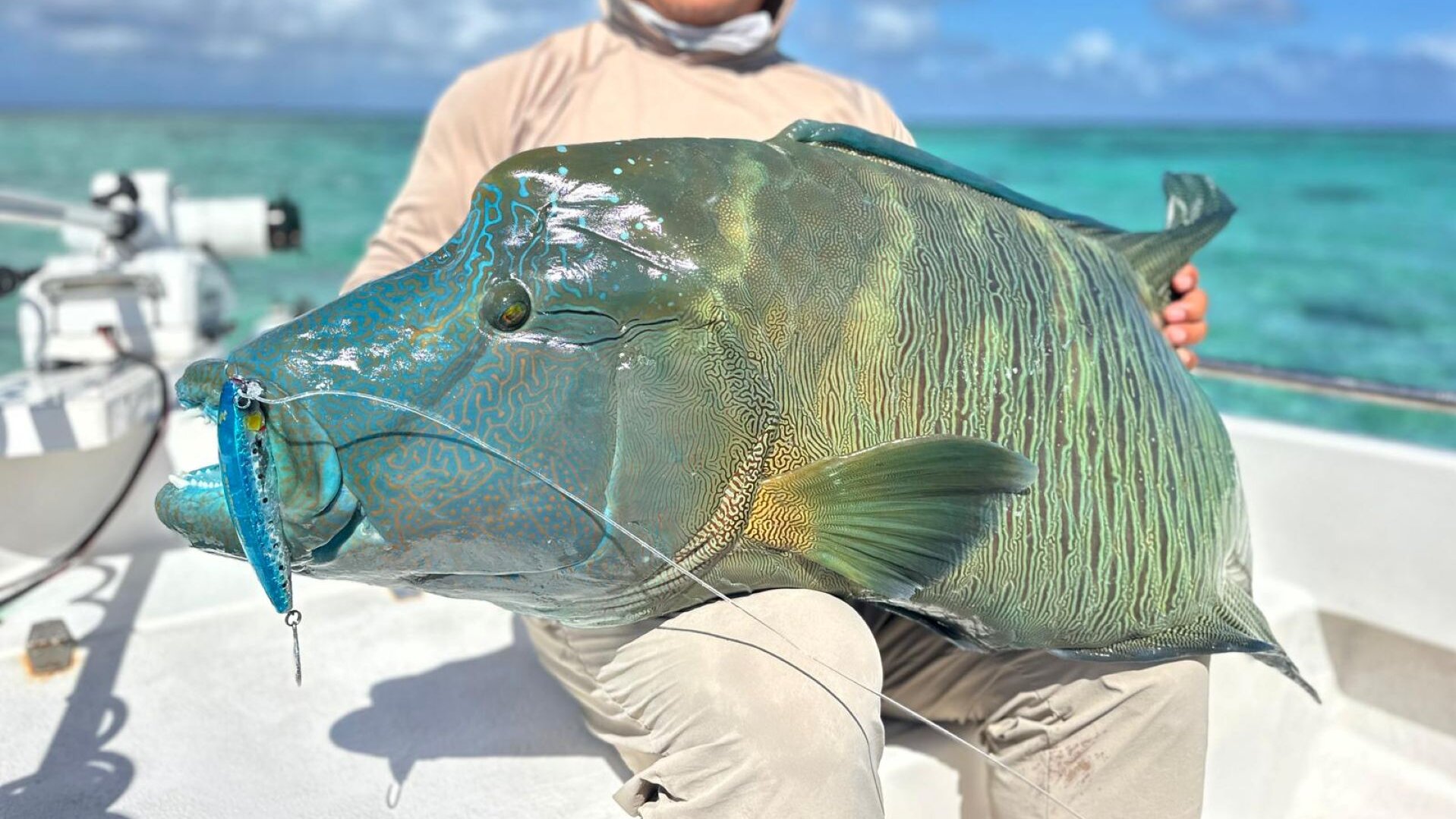 Maori Wrasse Torres Strait Expedition
