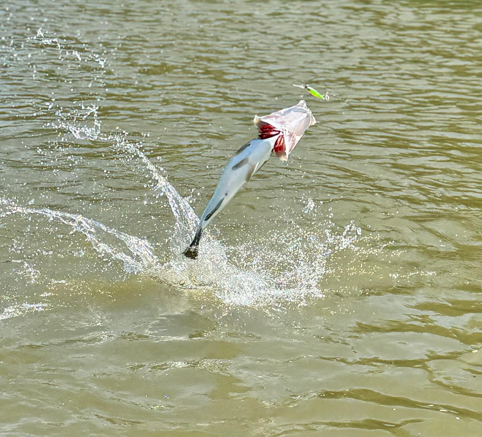 Barramundi jumping at the remote Archer River, Cape York