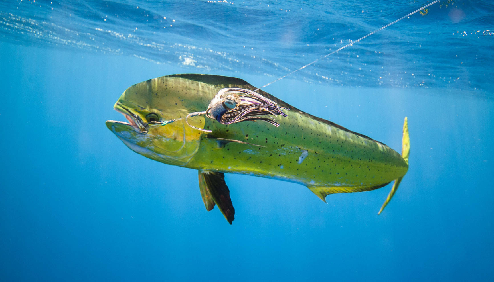 Mahi Mahi Fish caught on FNSF-Nomad Sportfishing Charter